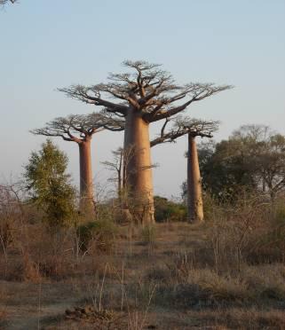 Baobabs dans la forêt
